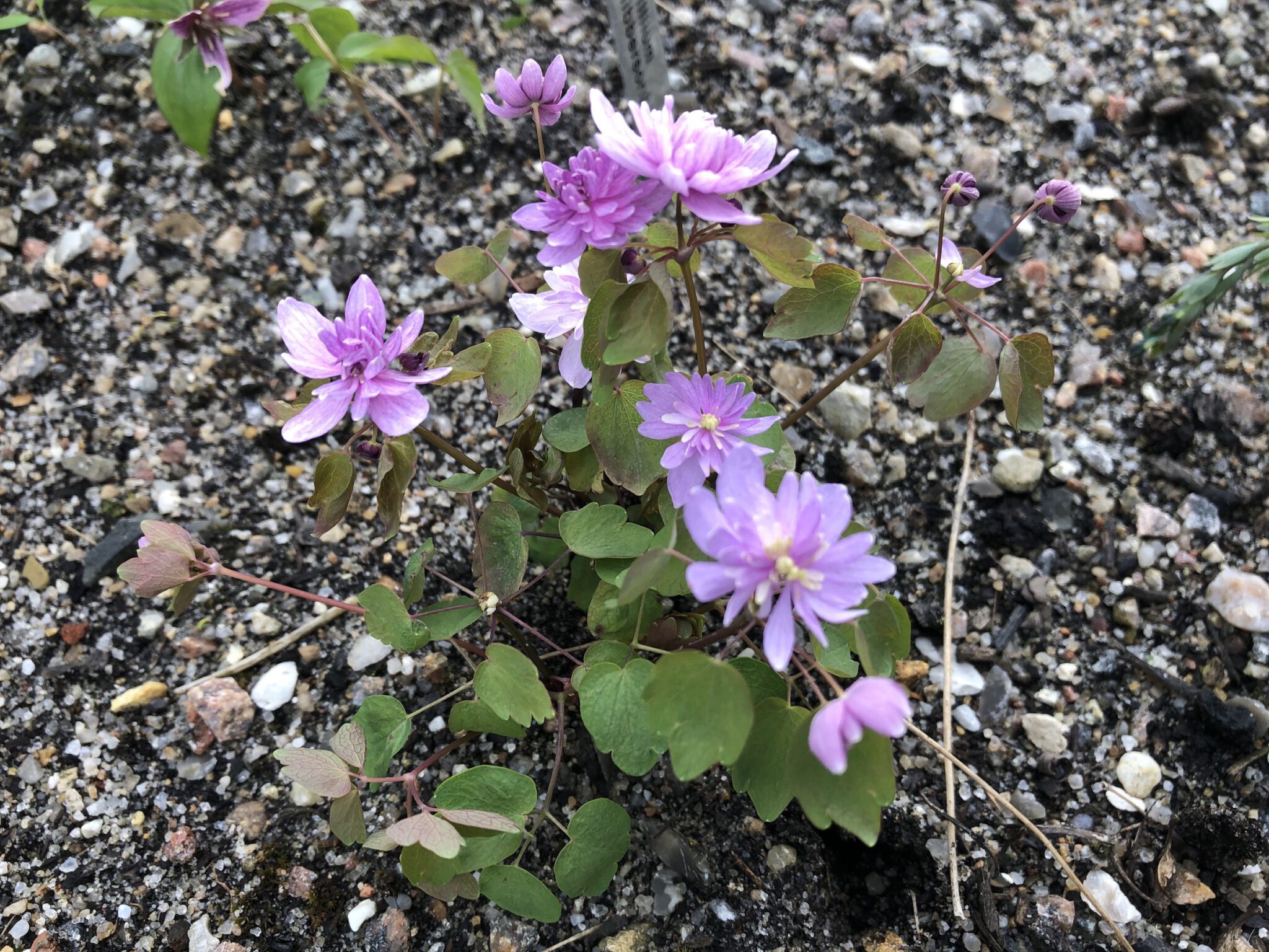 Anemonella thalictroides 'Schoaff's Double Pink'