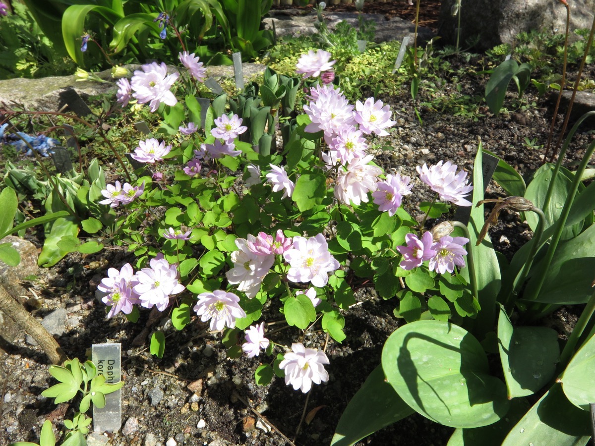 Anemonella thalictroides roseum semi double IMG 7326 10052015