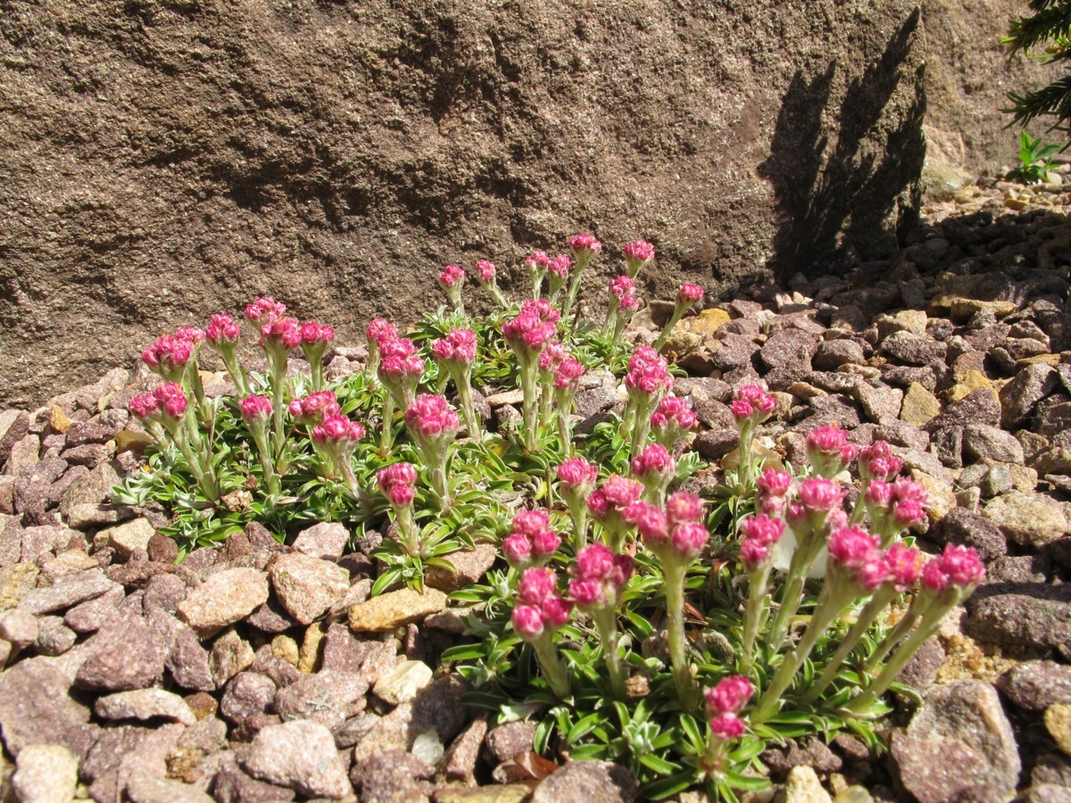 Antennaria Roy Davidson