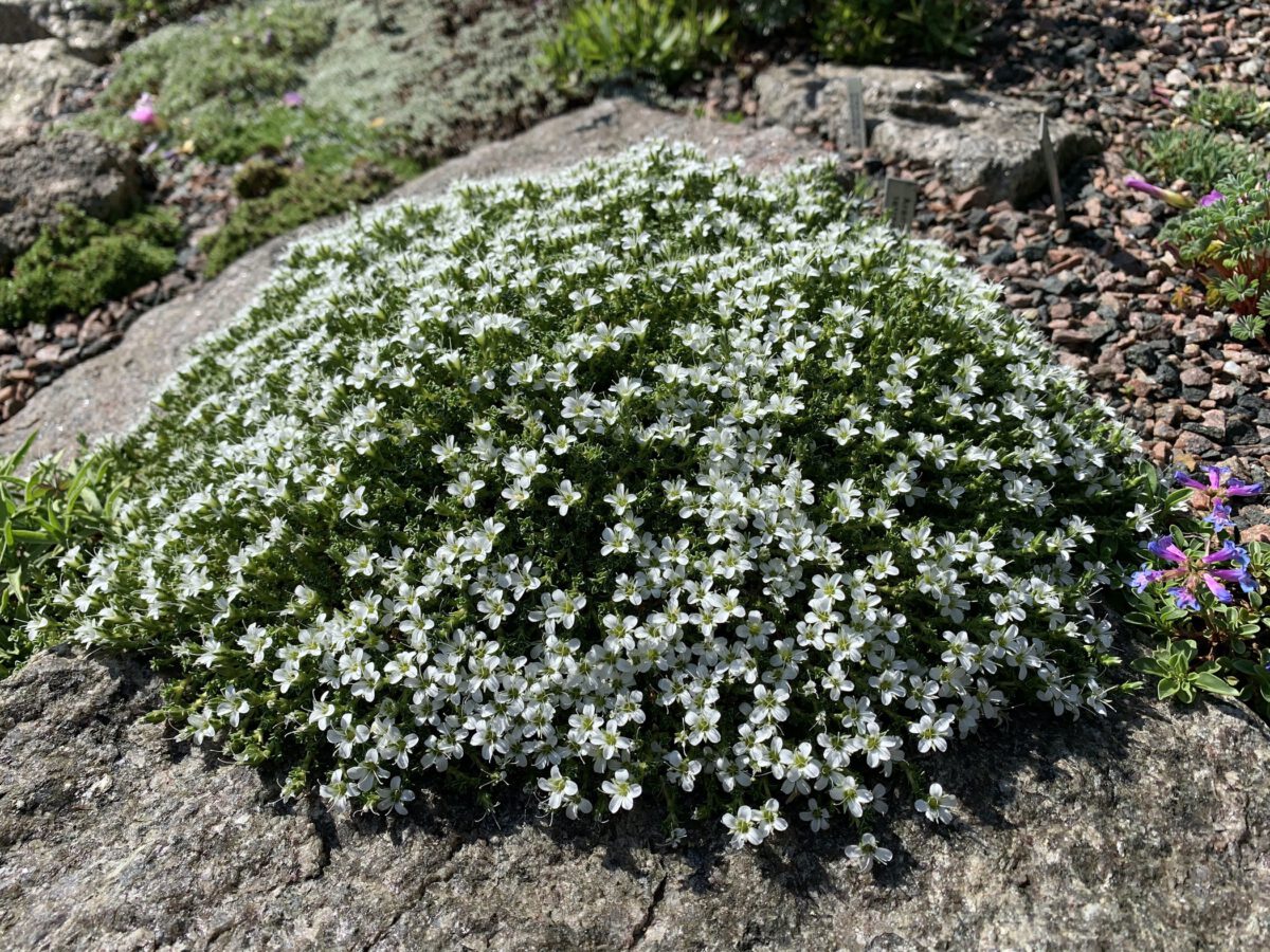 Arenaria tetraquetra