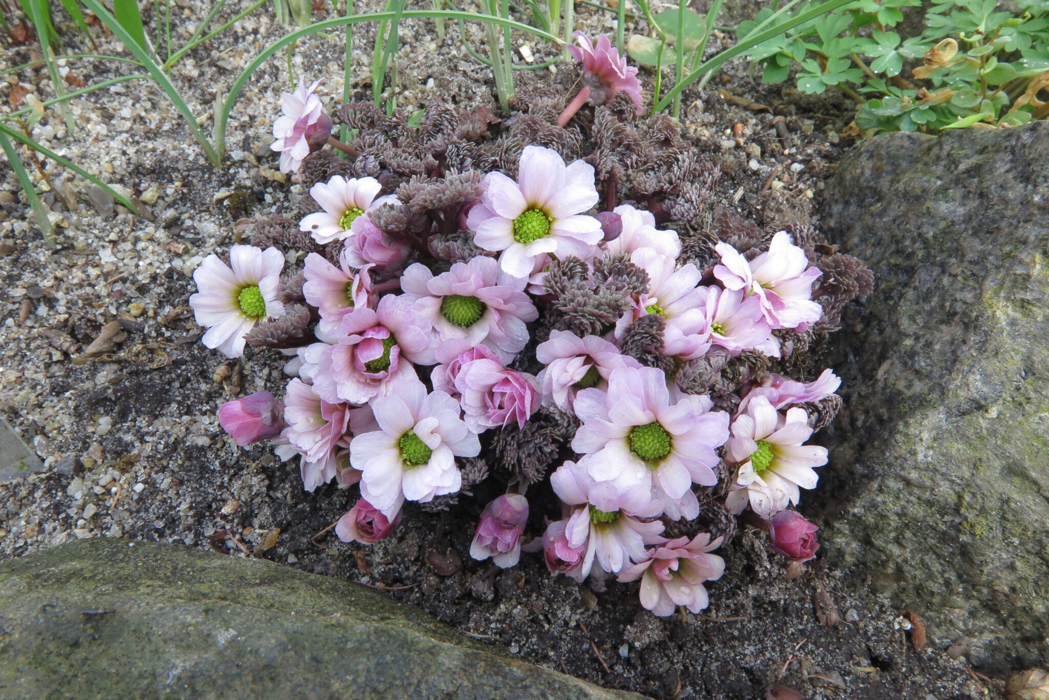 Callianthemum anemonoides ex jans
