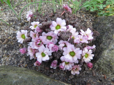 Callianthemum anemonoides ex jans