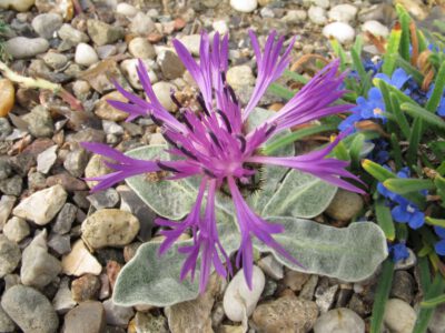 Centaurea achtarovii