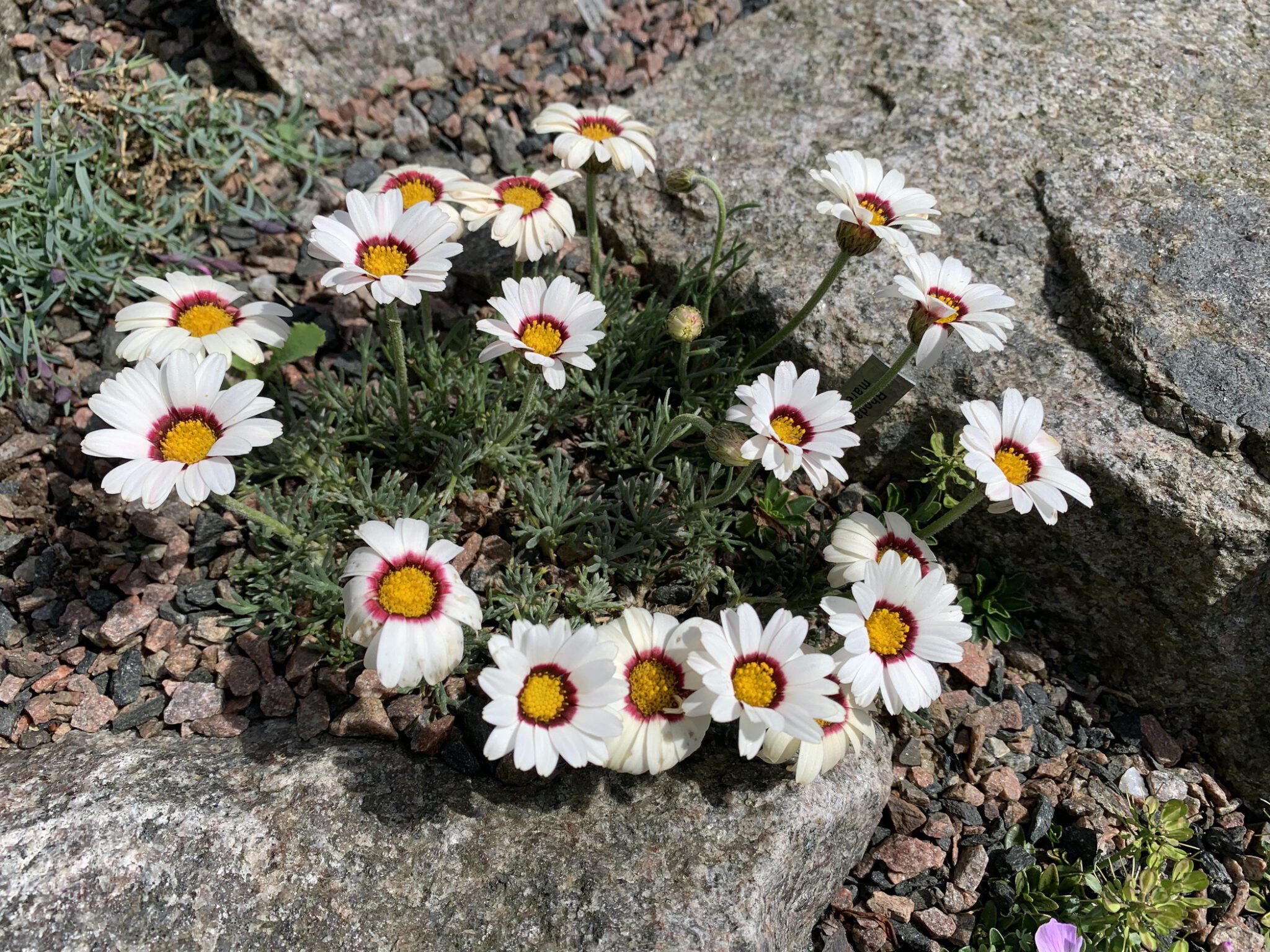 Chrysanthemum maresii