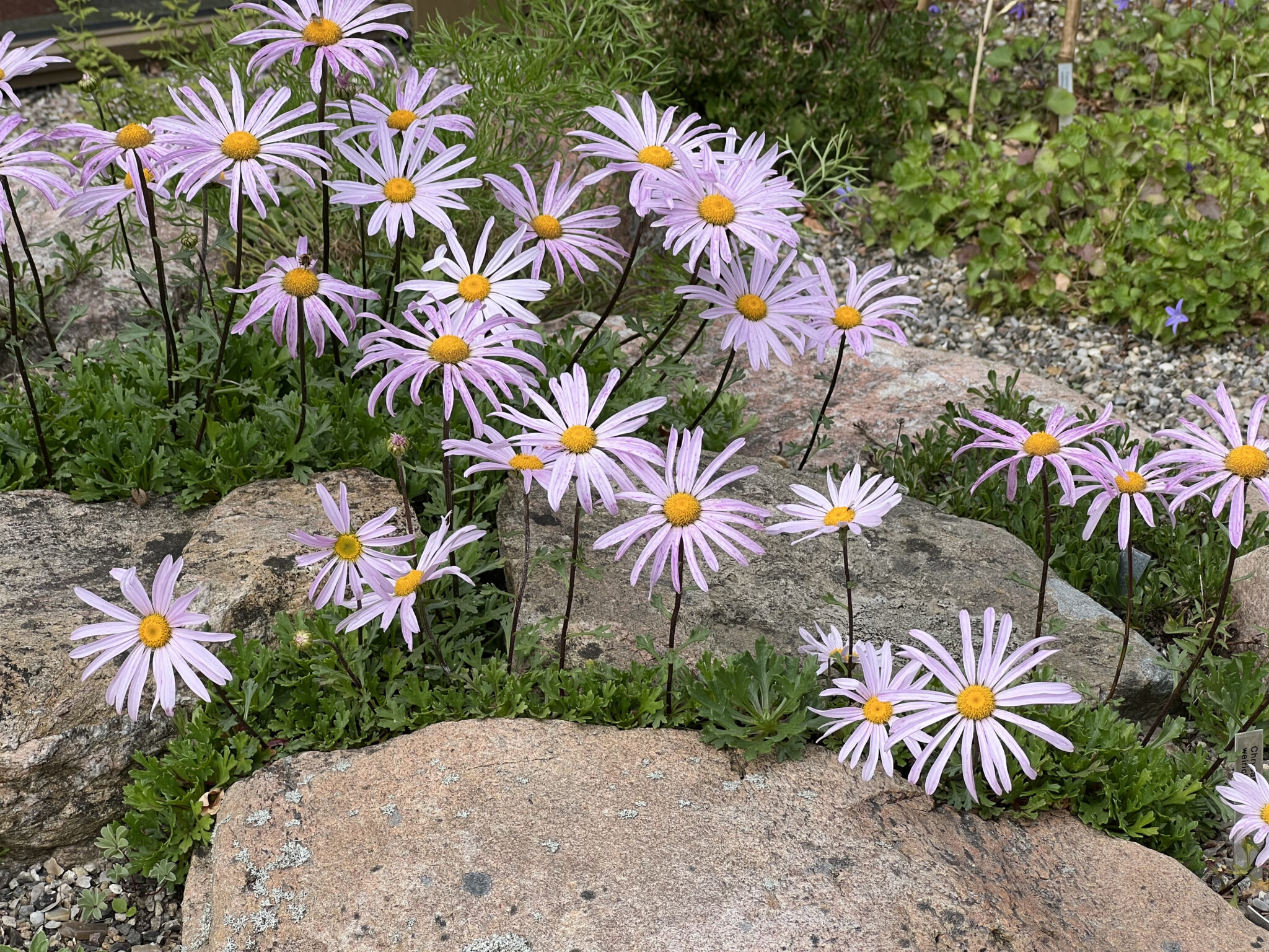 Chrysanthemum weirichii