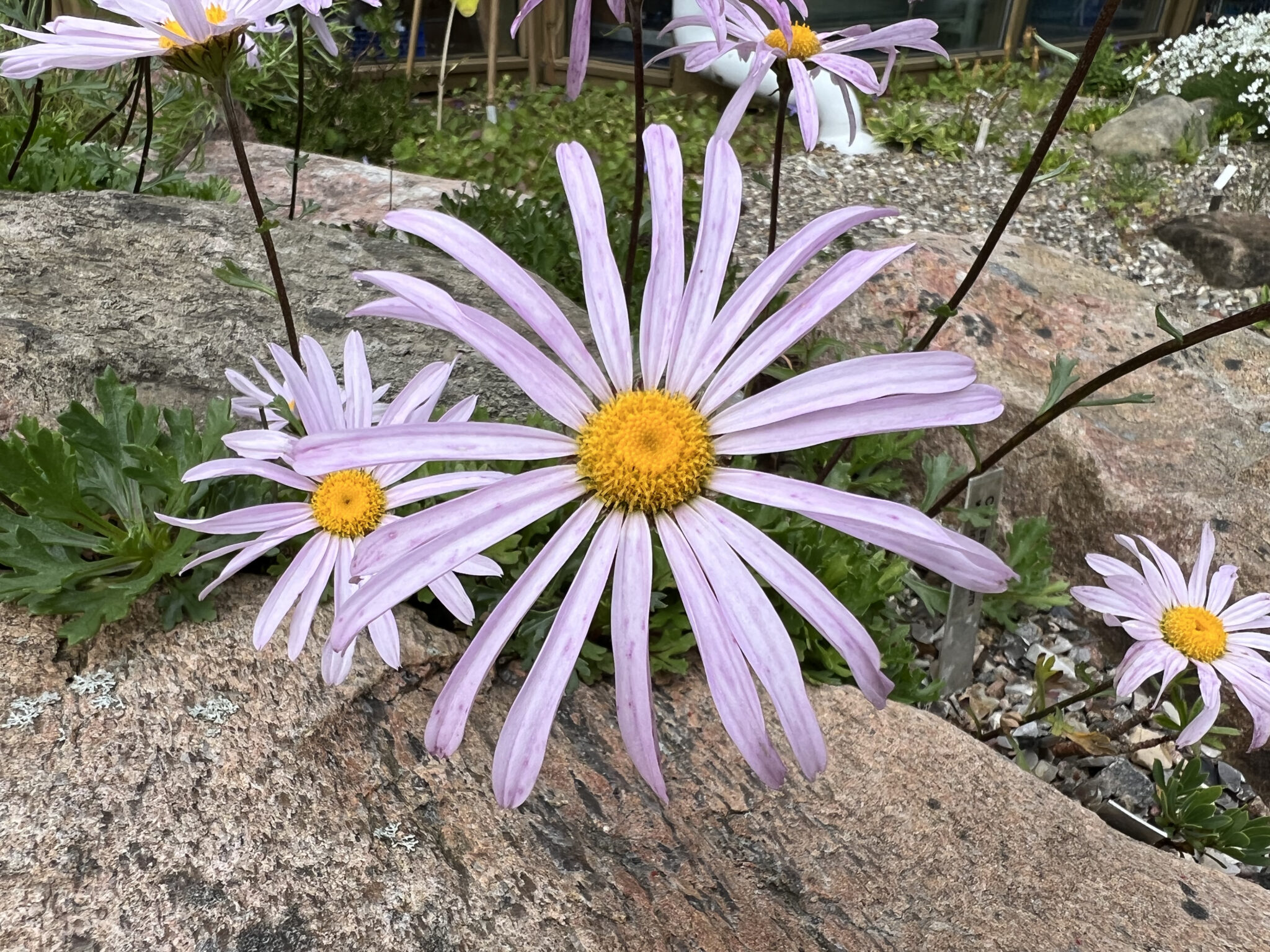 Chrysanthemum weirichii