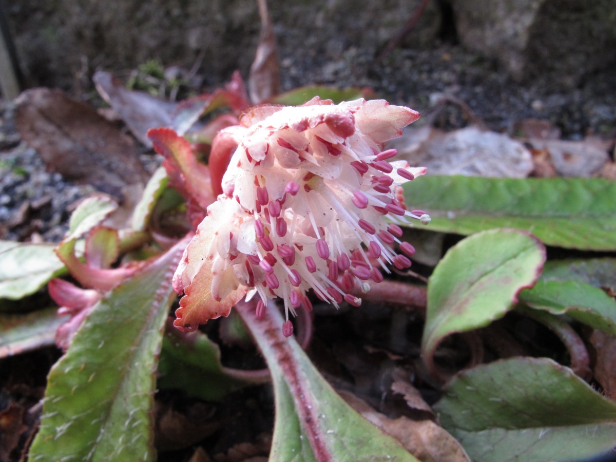 Chrysophyllum macrophyllum