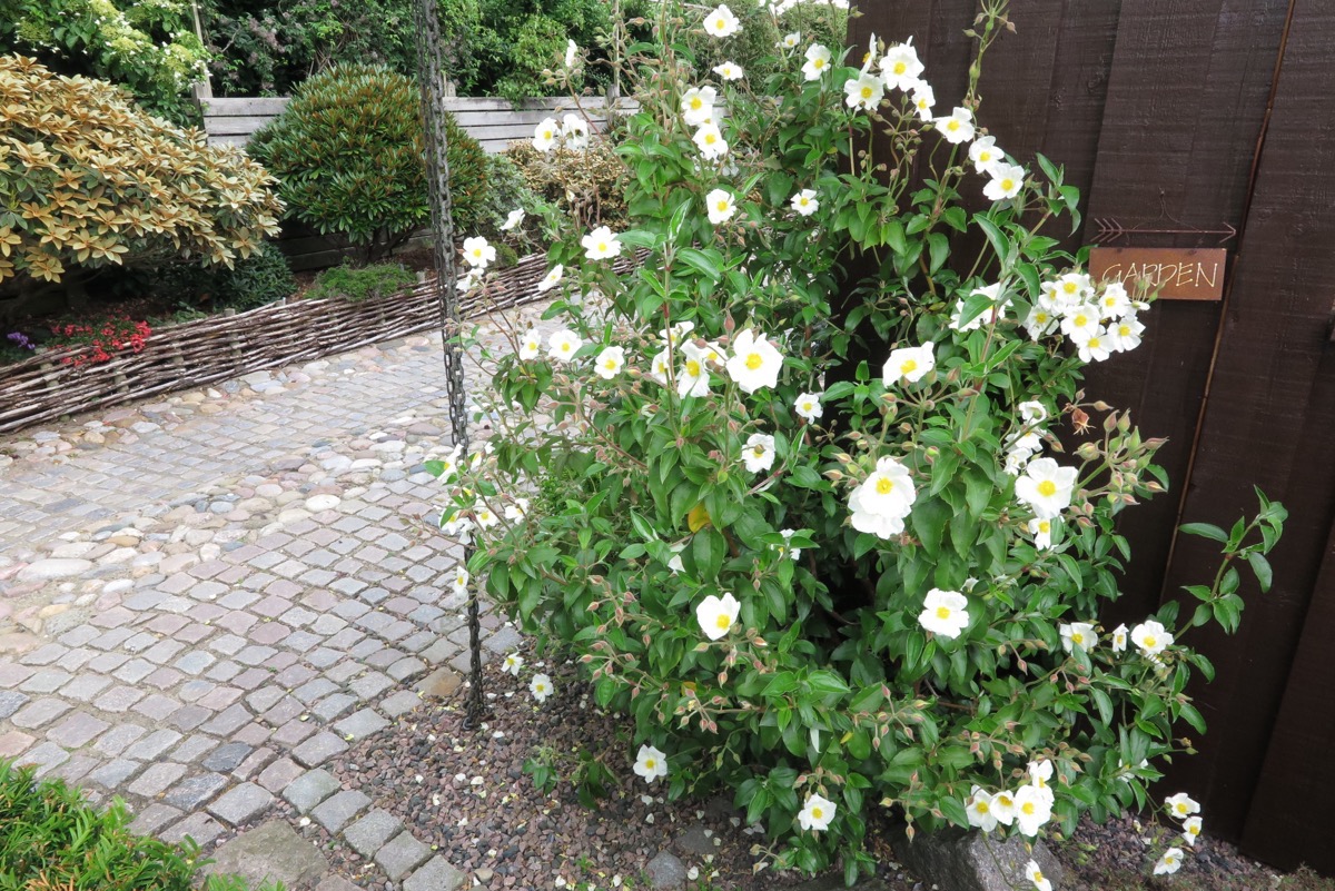 Cistus laurifolius