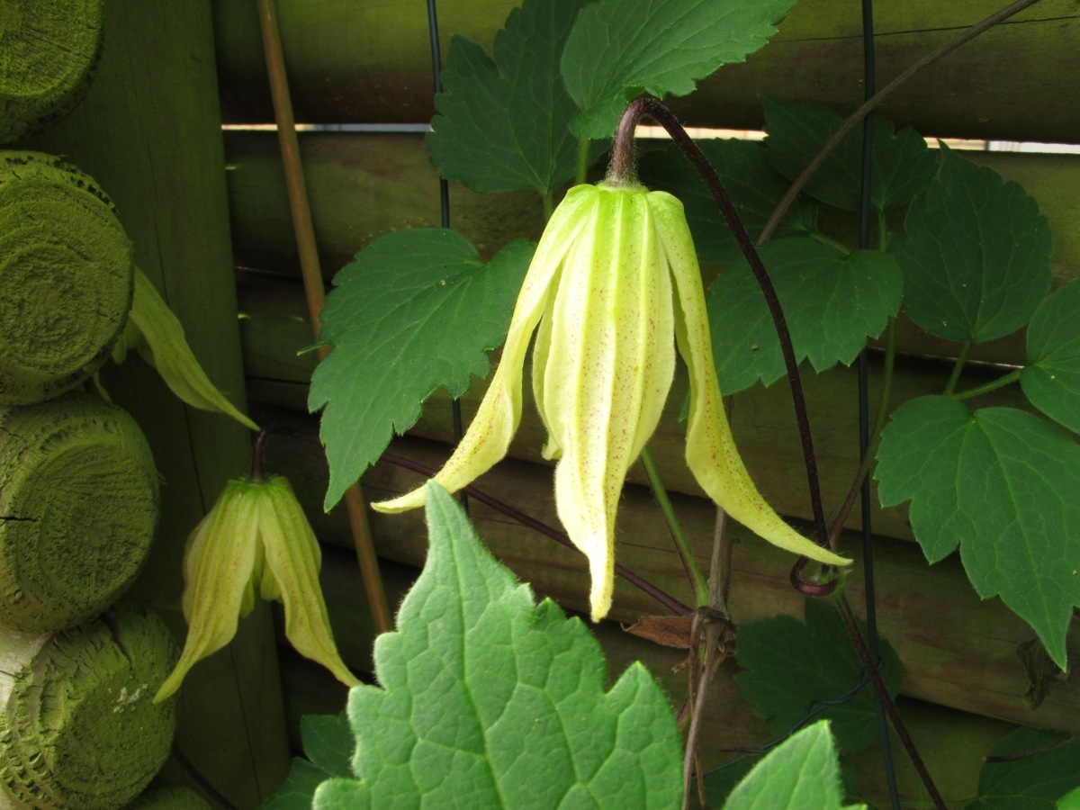 Clematis chiisanensis 'Love Child'