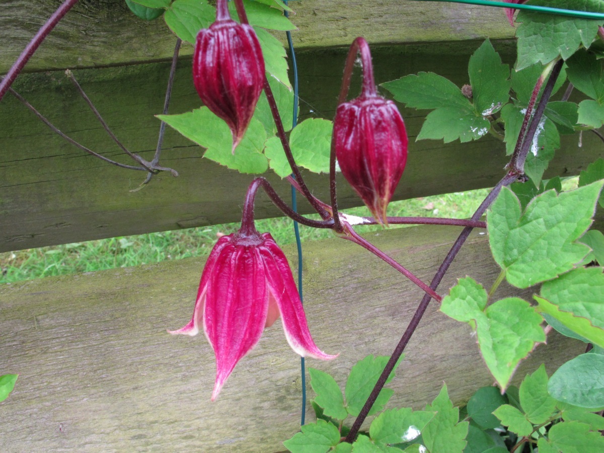 Clematis chiisanensis 'Monika'