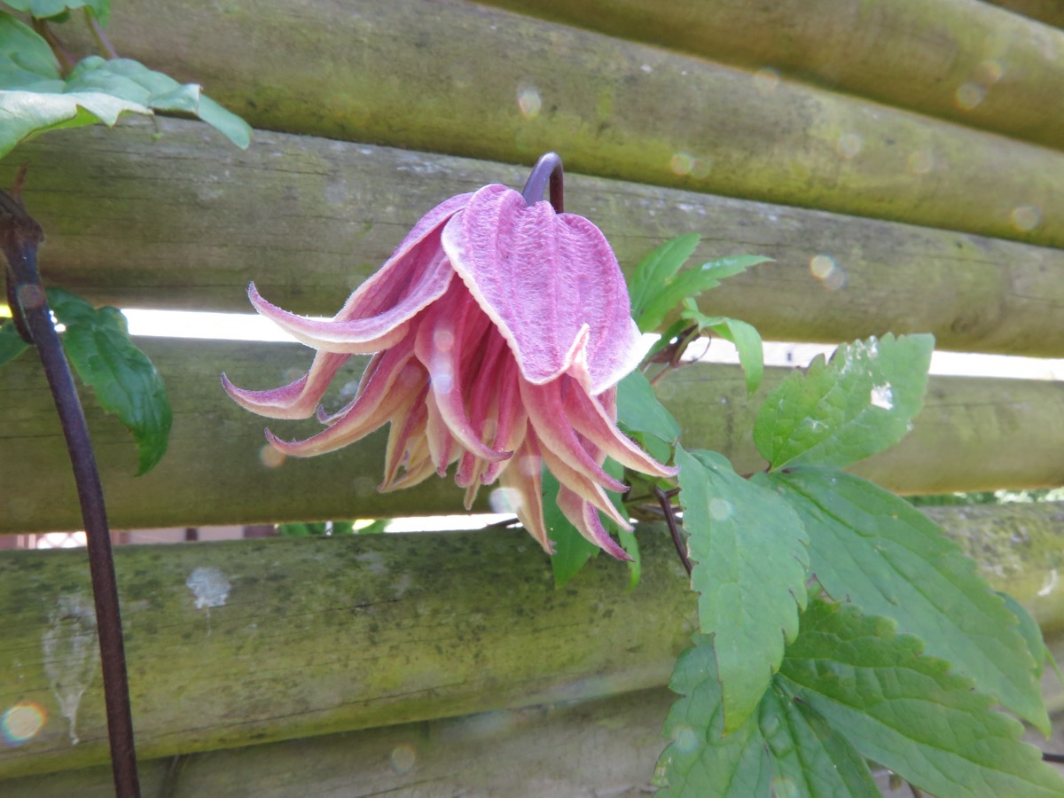 Clematis koreana 'Dusky'