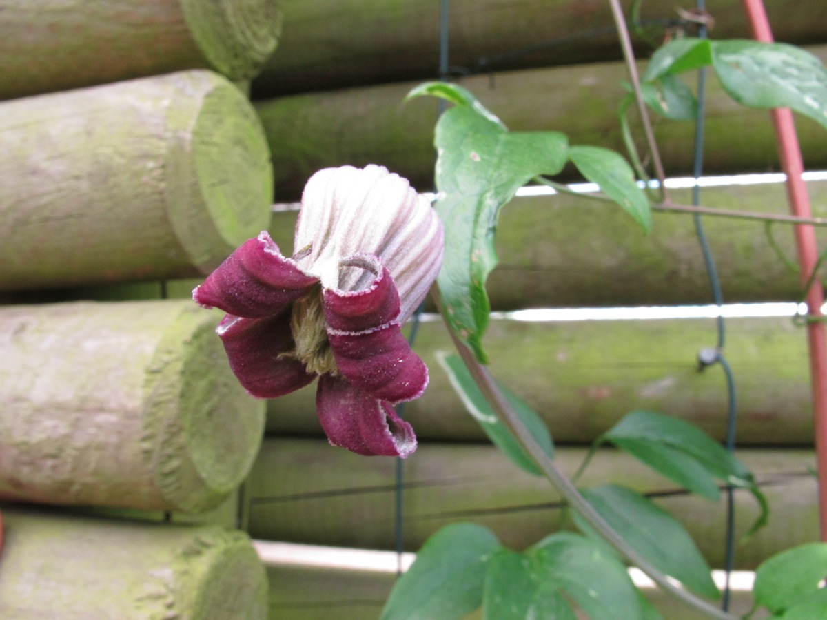 Clematis pitcheri