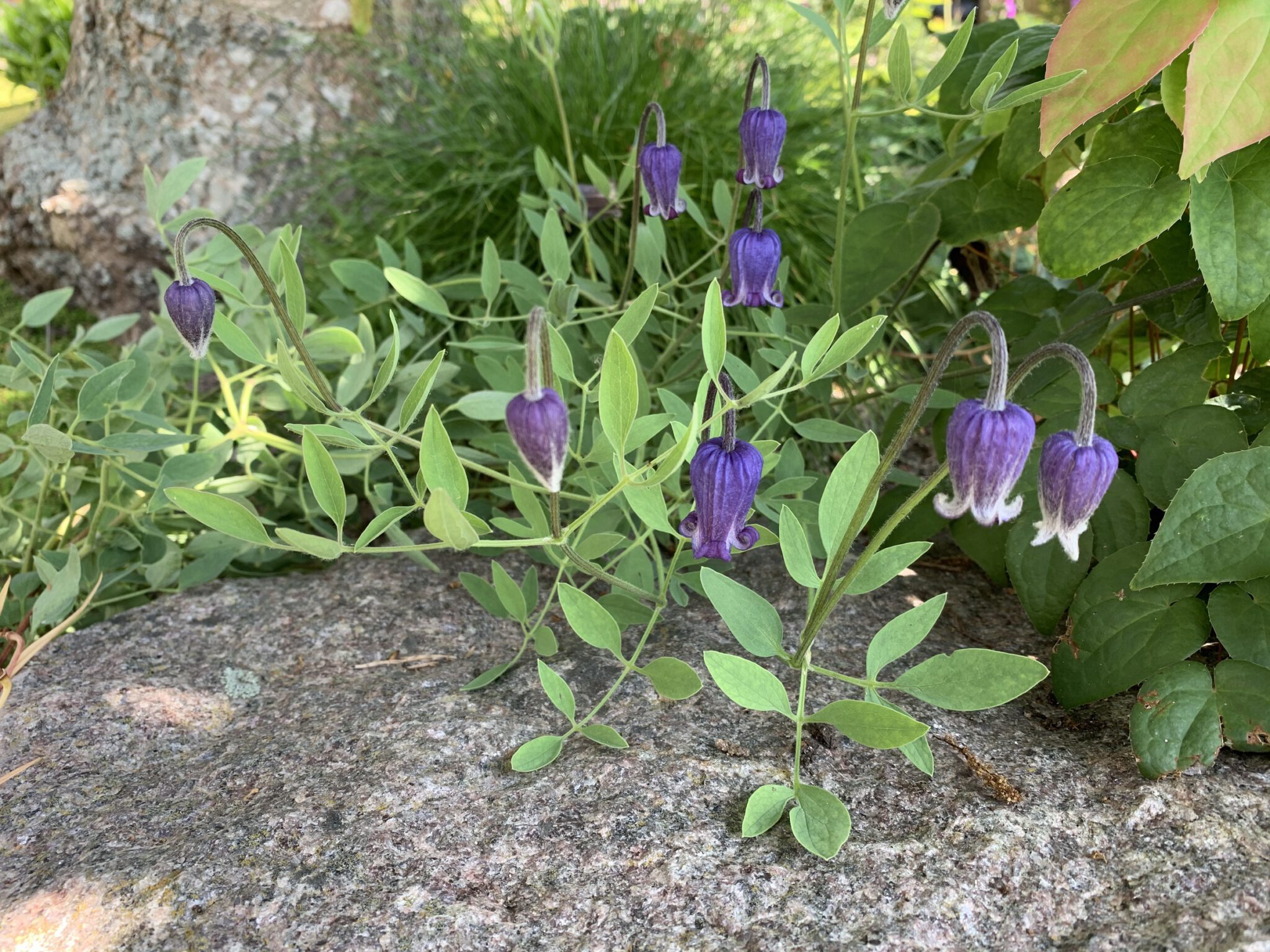 Clematis scottii