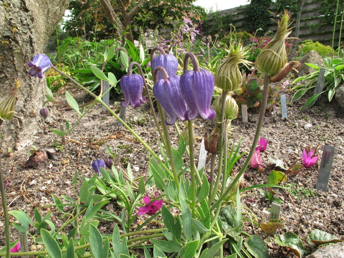 Clematis scottii