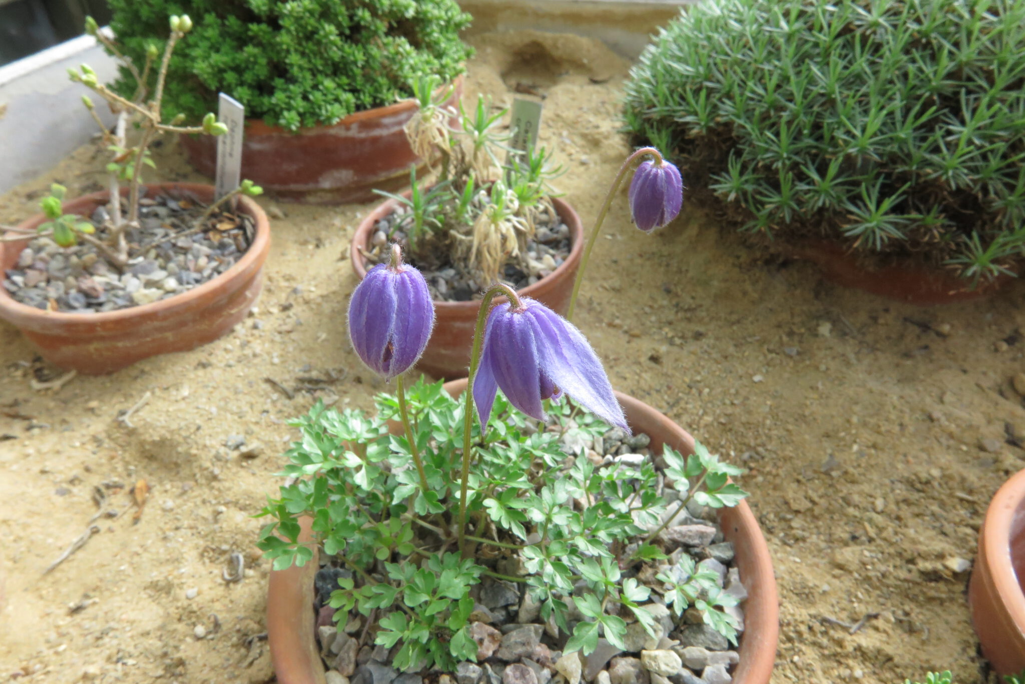 Clematis tenuiloba ylva gbh