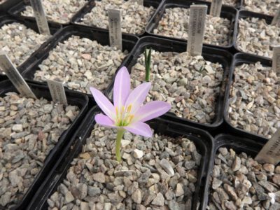 Colchicum boissieri KP437