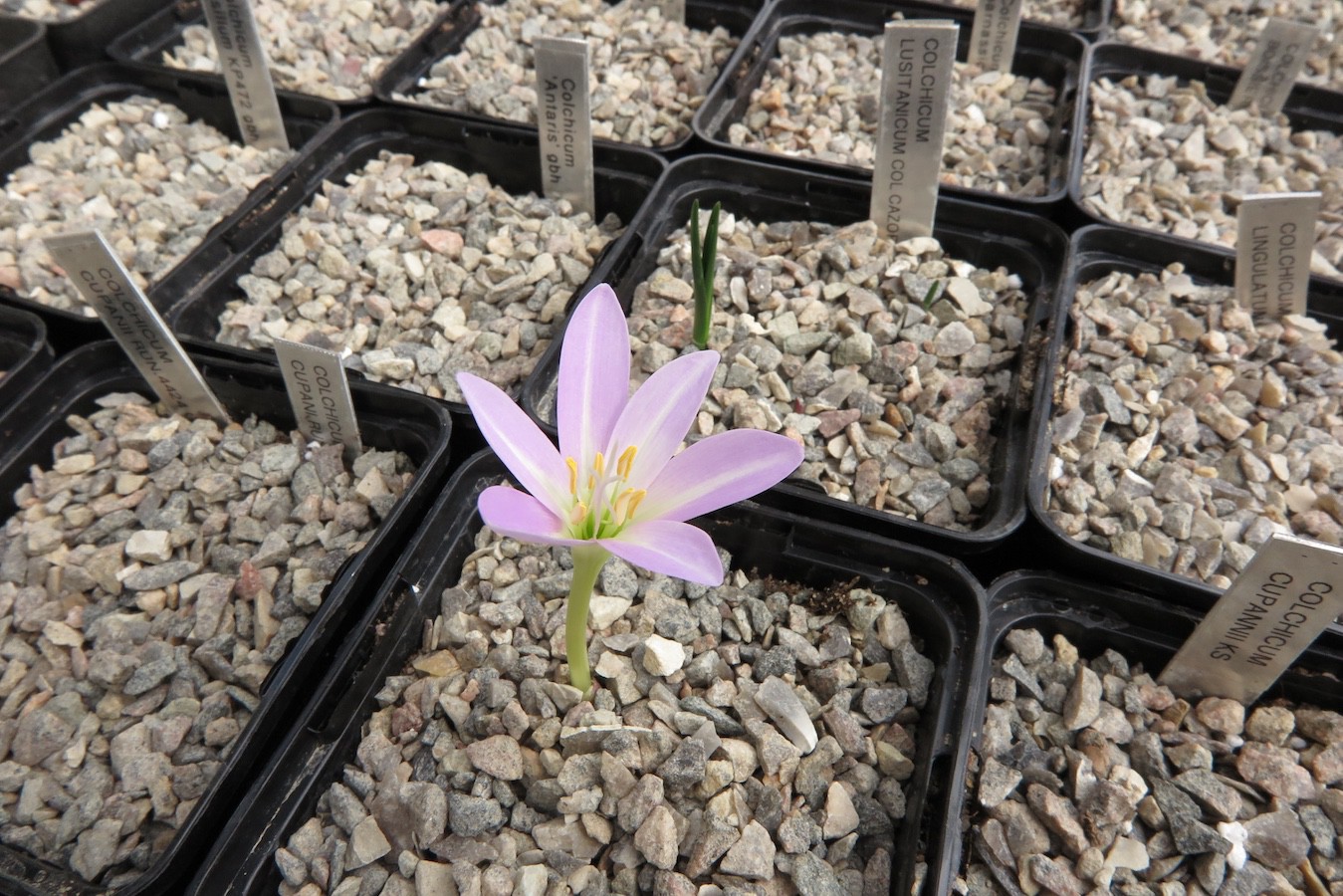 Colchicum boissieri KP437