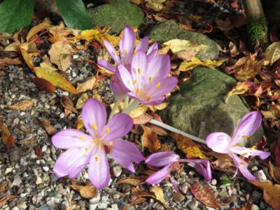Colchicum cilicicum v purpureum