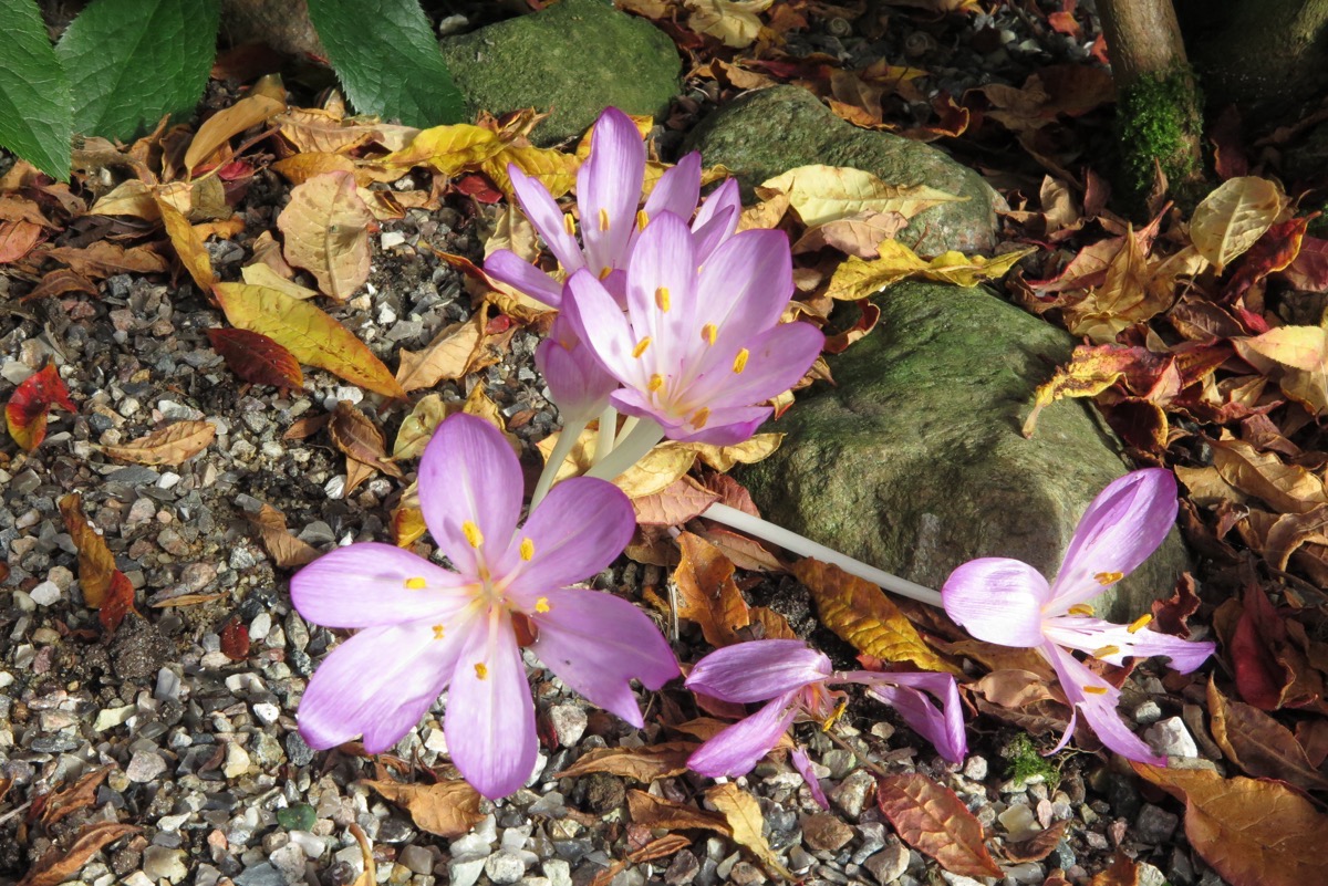 Colchicum cilicicum v purpureum