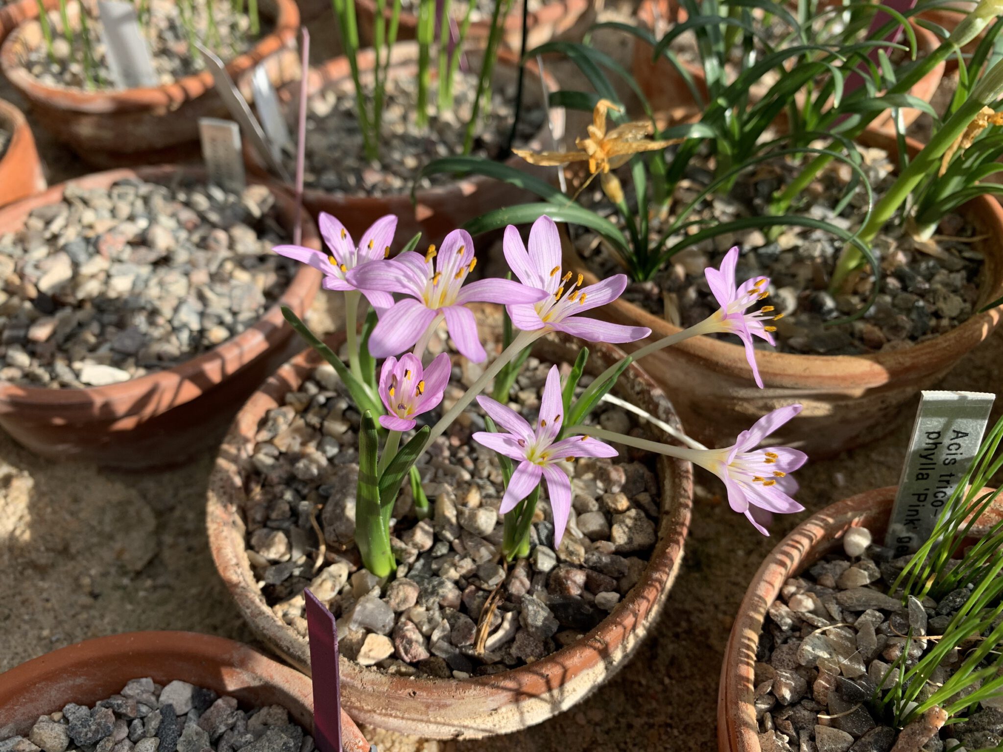 Colchicum cupanii col Peloponnes