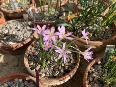 Colchicum cupanii col Peloponnes