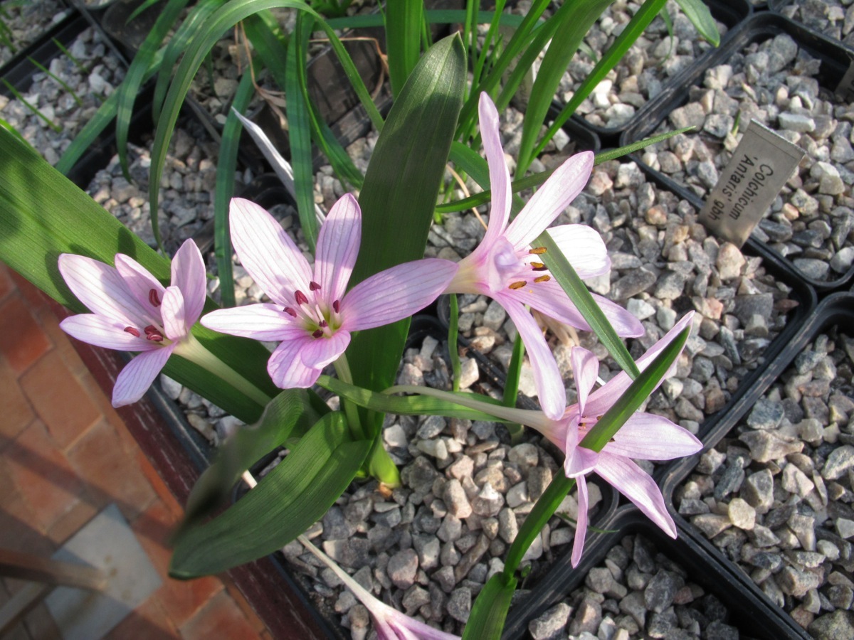 Colchicum cupanii ssp glossyphyllum