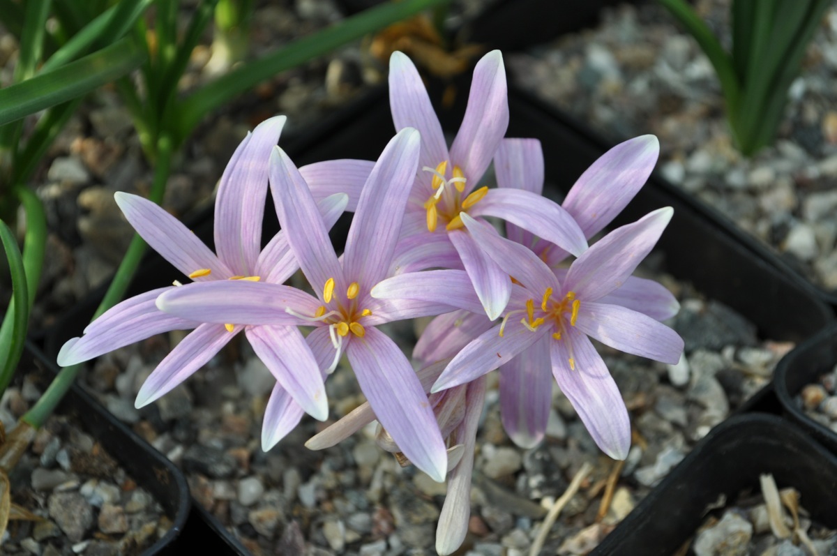 Colchicum cupanii var pulverulentum