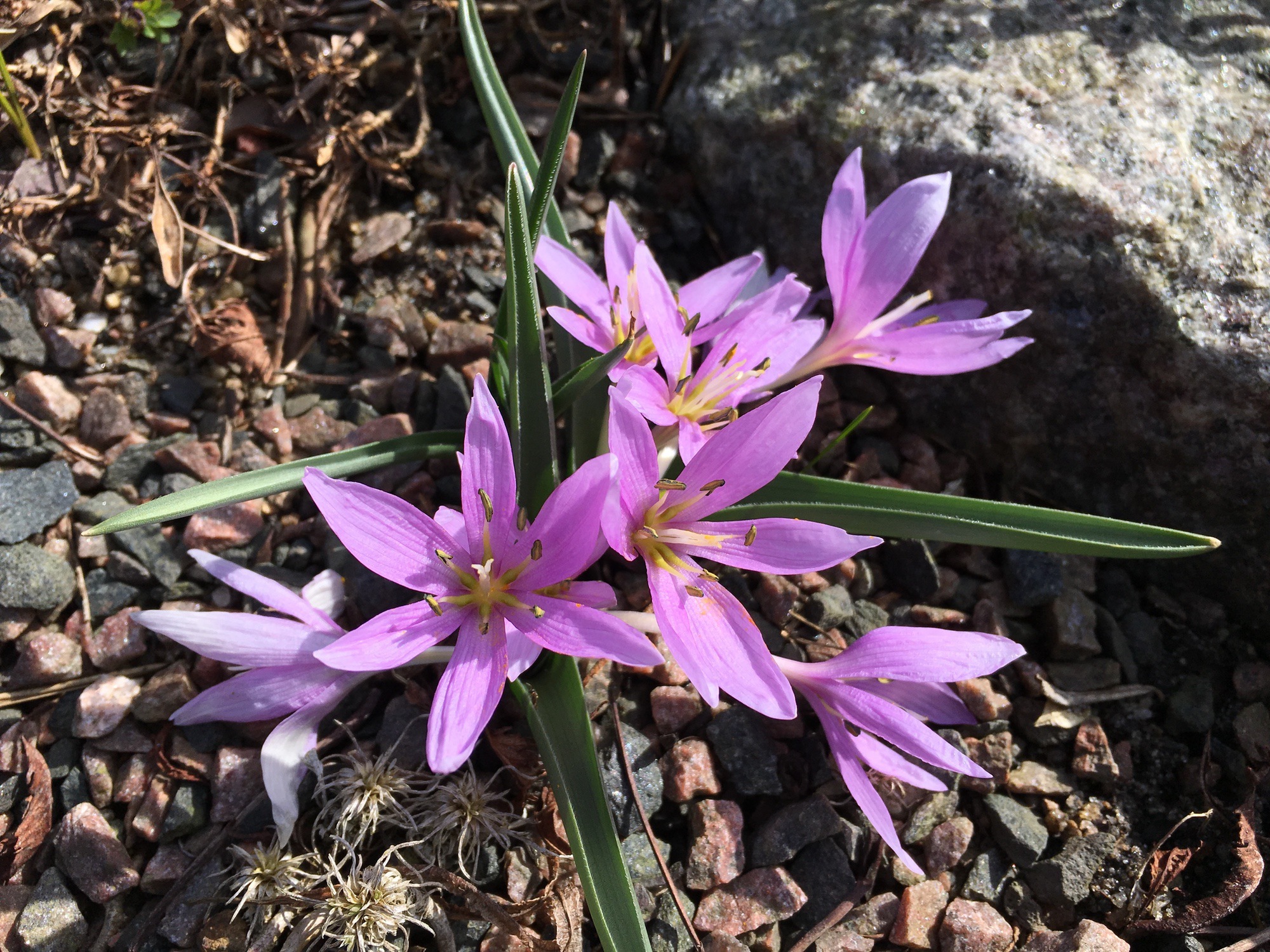 Colchicum dorfleri