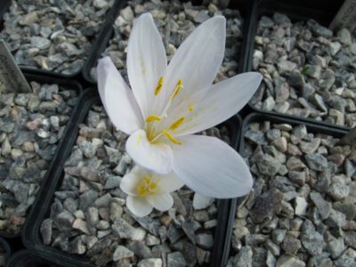 Colchicum hierosolymitanum RRW 99.10