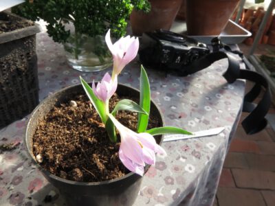 Colchicum hungaricum 'Valentine'