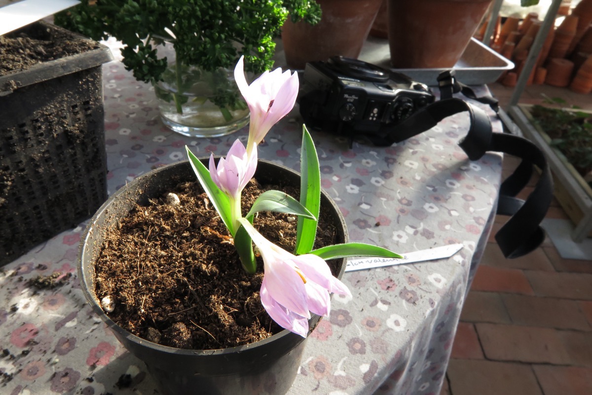 Colchicum hungaricum 'Valentine'