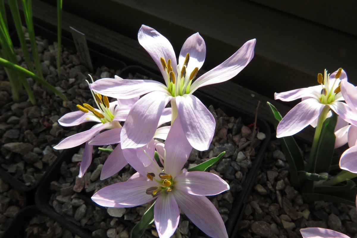 Colchicum hungaricum