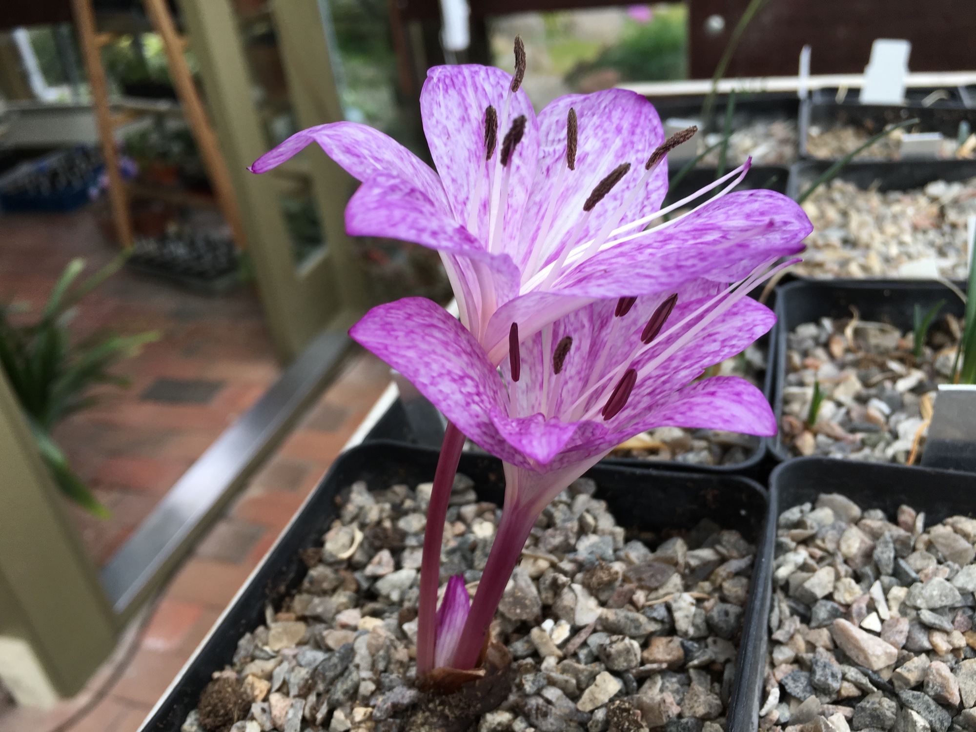 Colchicum longifolium