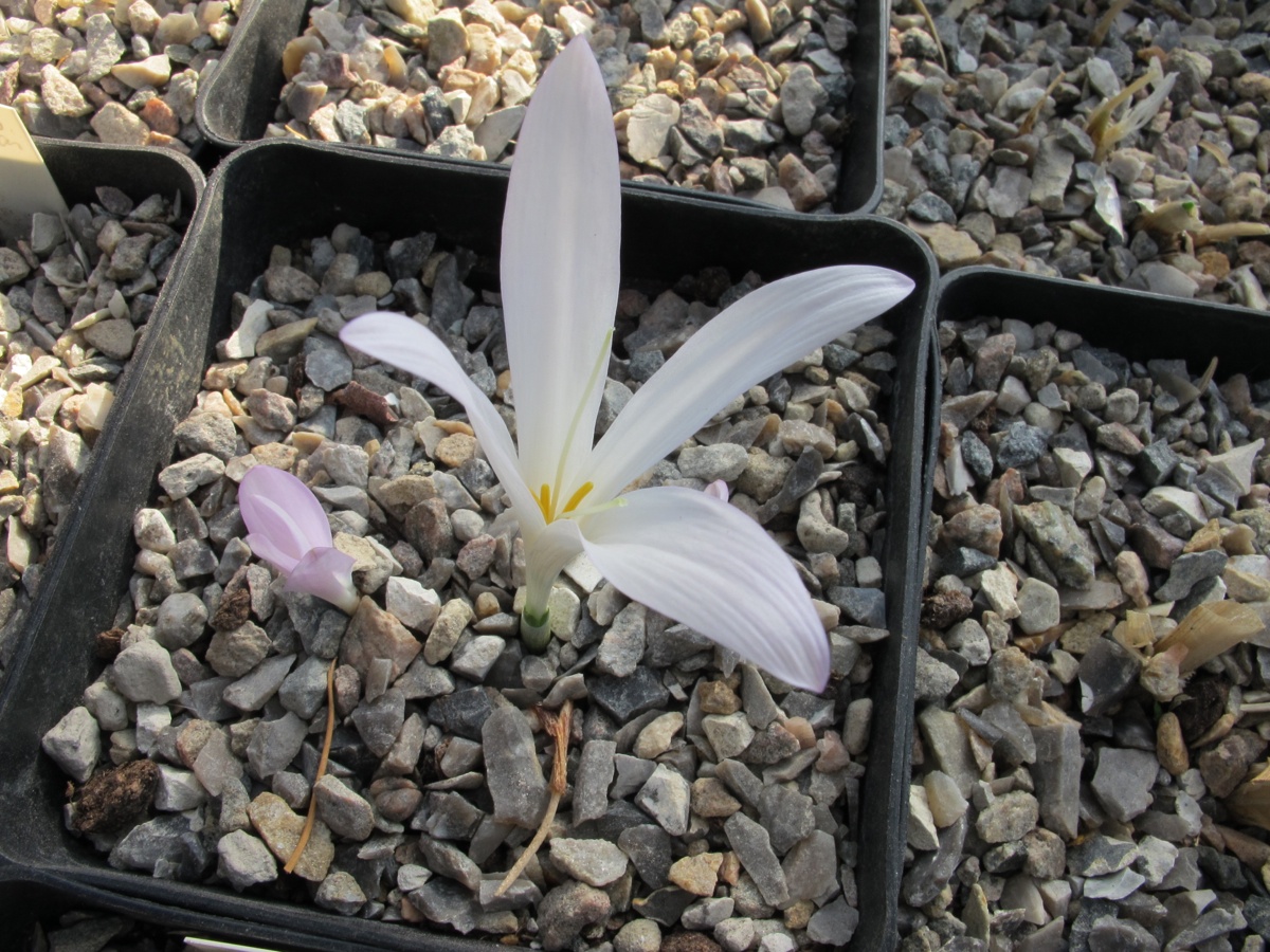 Colchicum lusitanicum