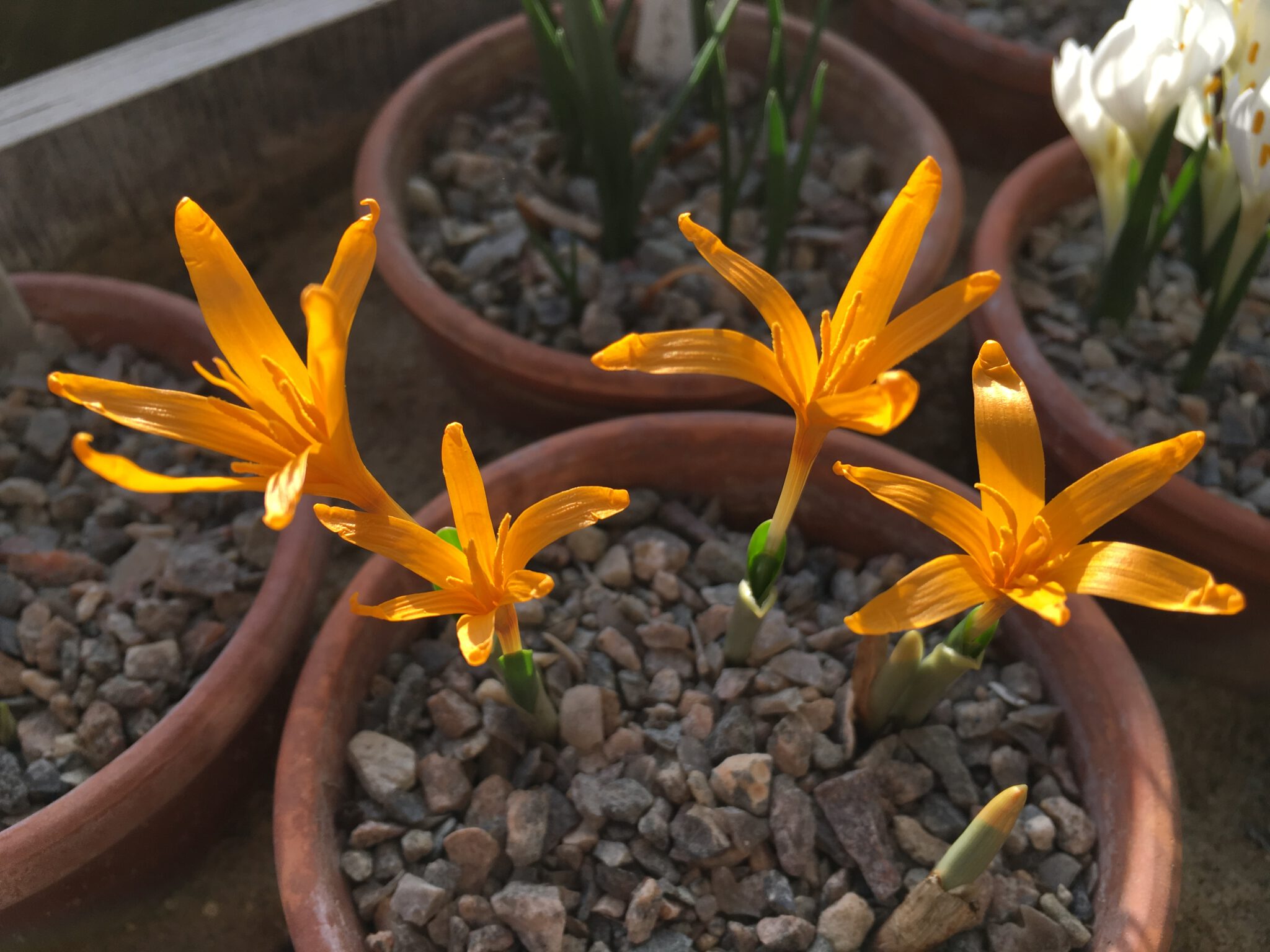 Colchicum luteum 'Vash'