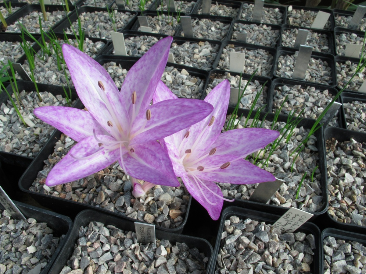 Colchicum macrophyllum