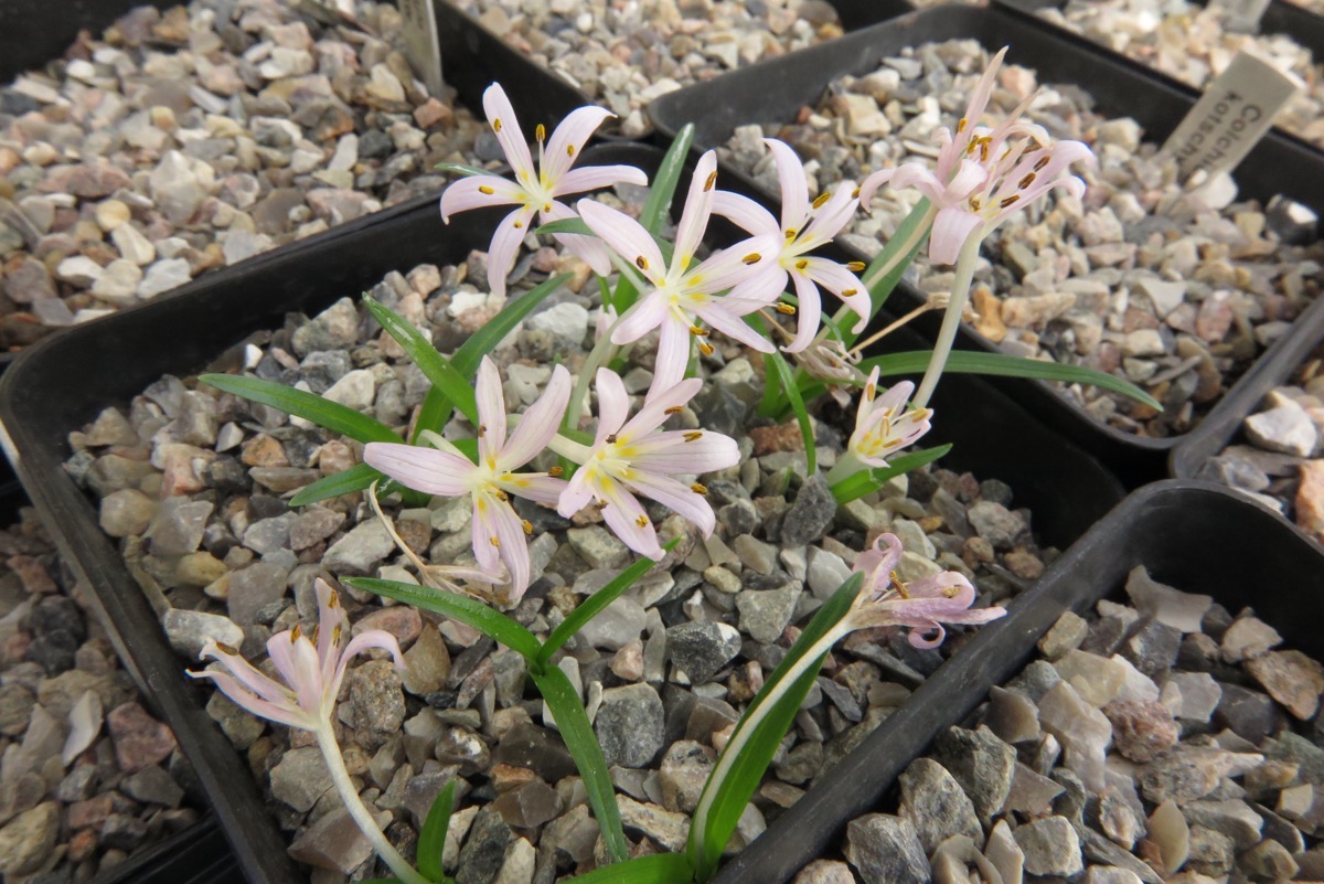 Colchicum pusillum kp