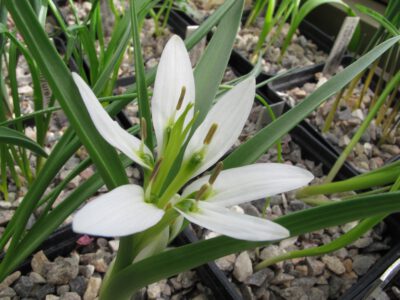 Colchicum robustum