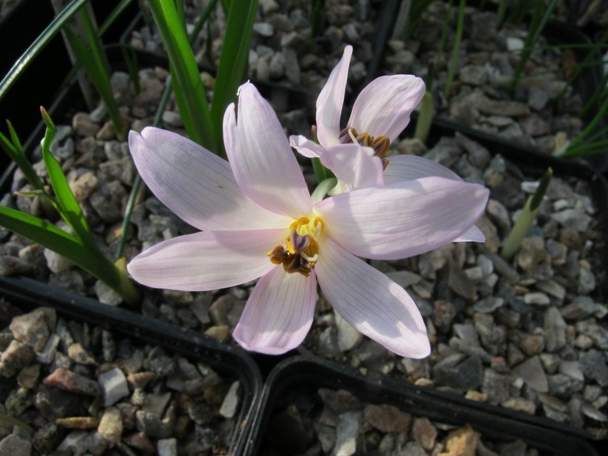 Colchicum serpentinum BATMAN 276 B gbh