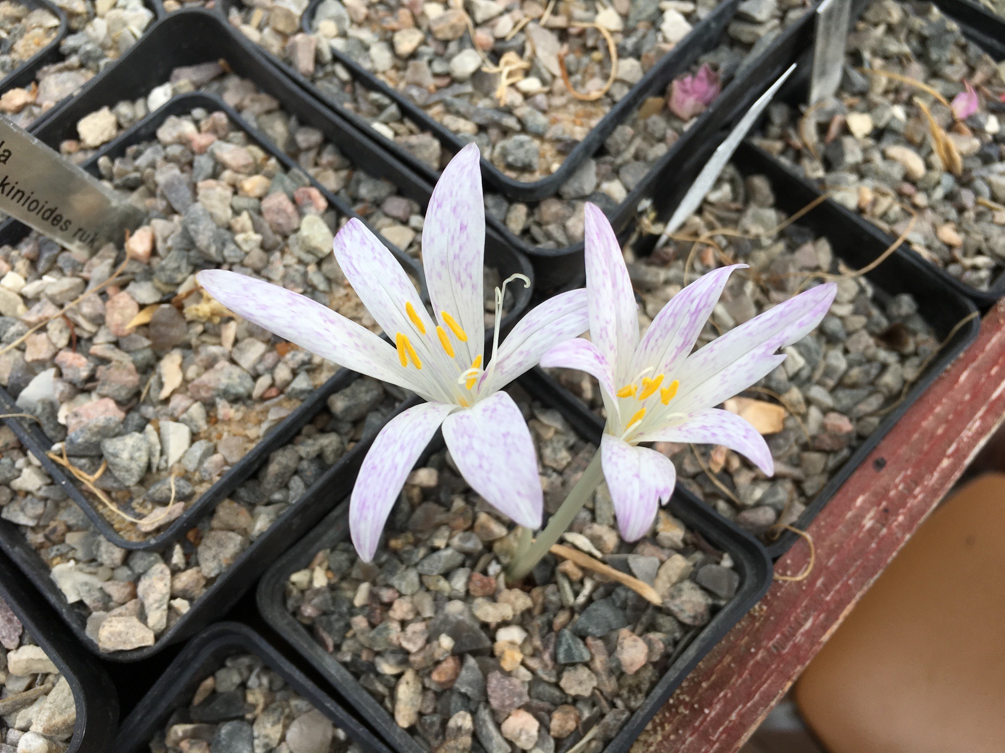 Colchicum sfikasianum