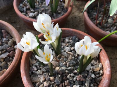 Colchicum trigynum