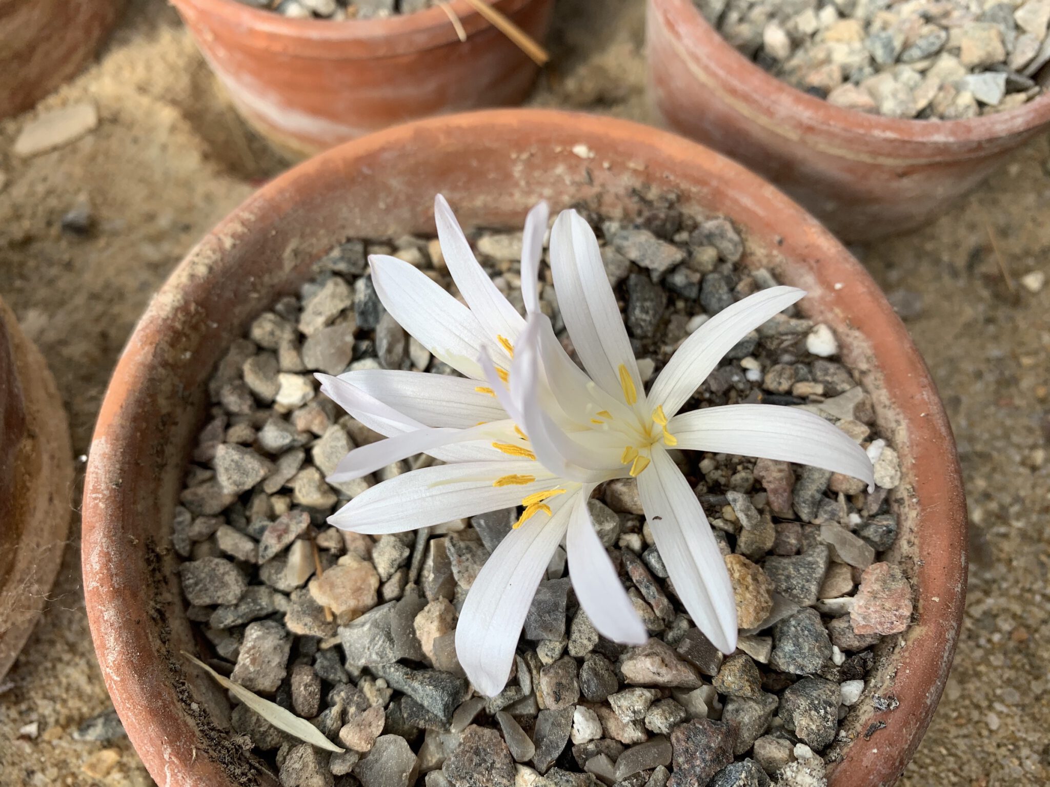 Colchicum troodii