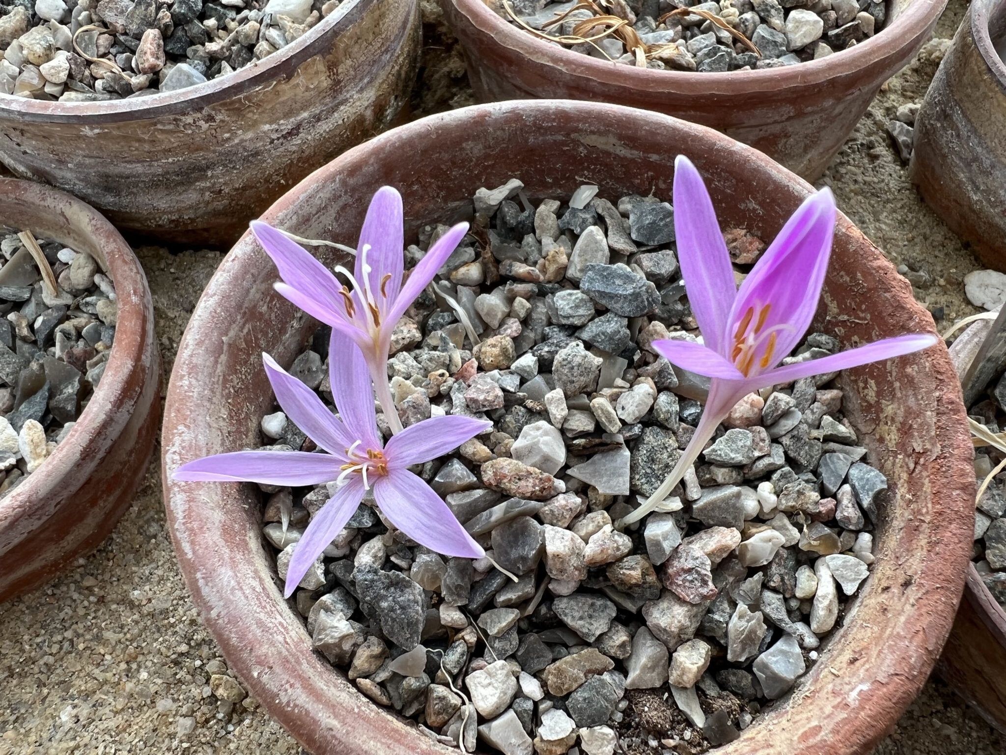 Colchicum tunicatum SL104