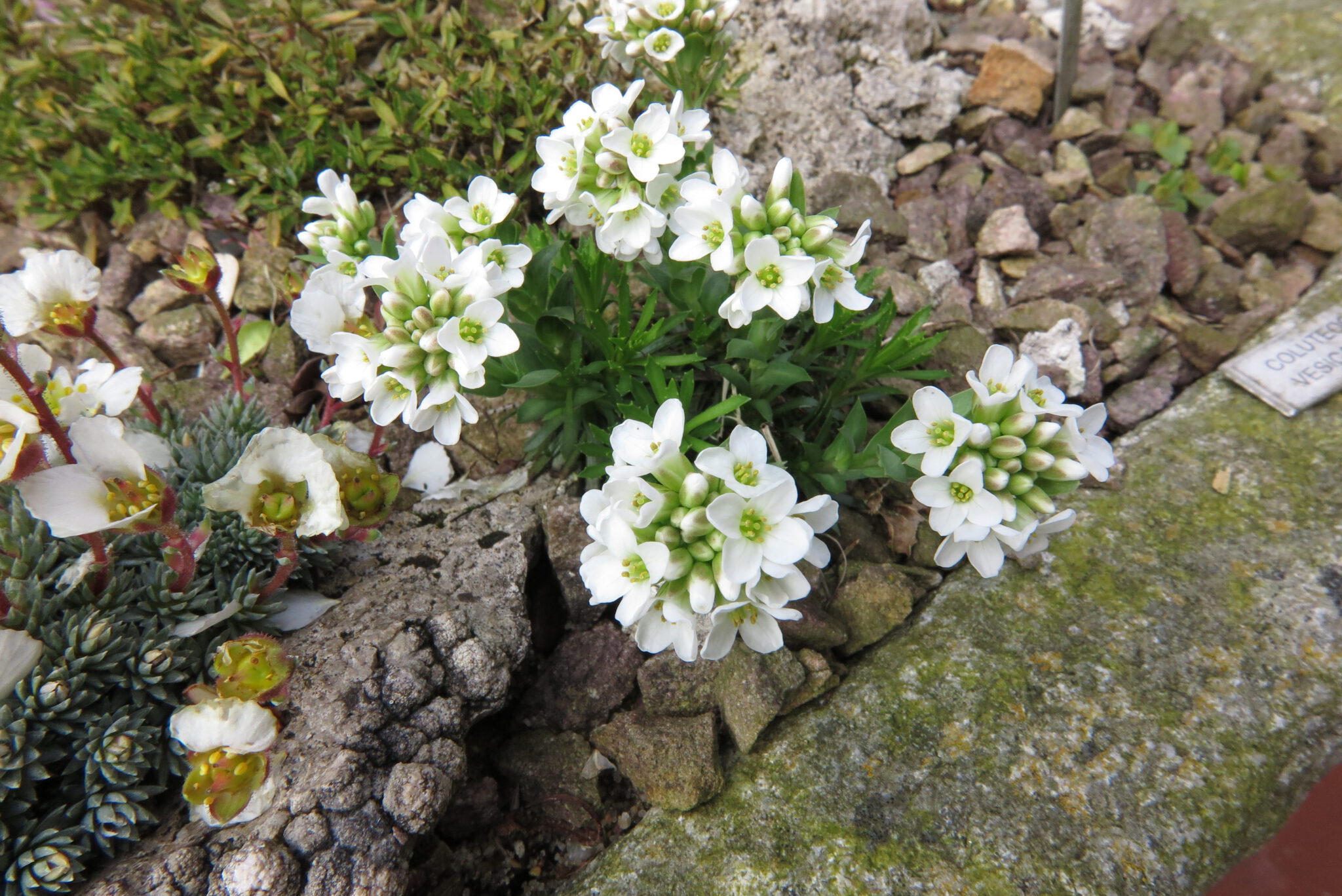 Coluteocarpus visicaria mp