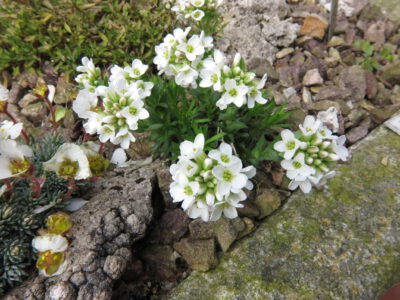 Coluteocarpus visicaria mp