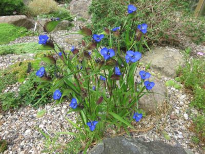 Commelina dianthifolia aabh