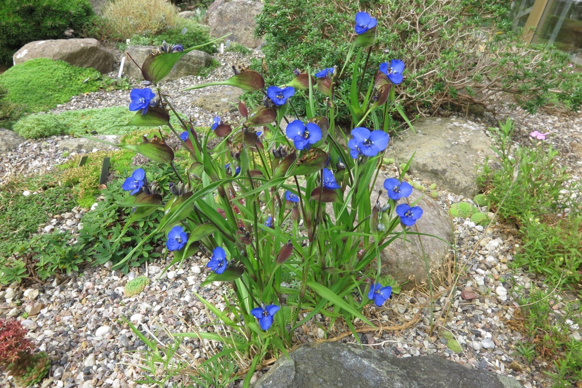 Commelina dianthifolia aabh