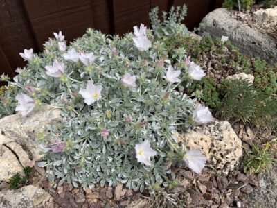 Convolvulus boissieri col Sierra Cazorla