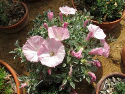 Convolvulus boissieri v parnassicus