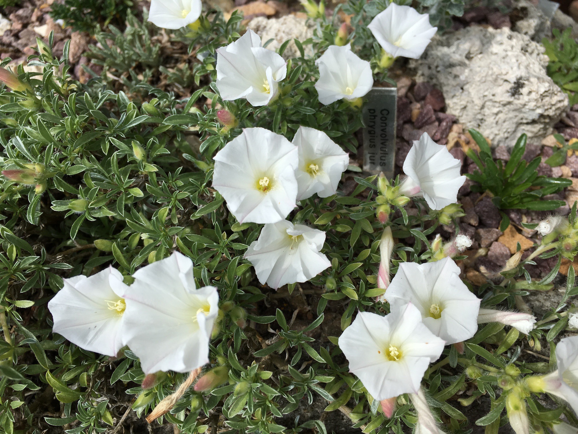 Convolvulus phrygius